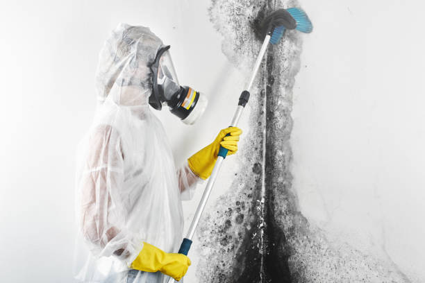 Best Mold Remediation for Rental Properties  in Sammamish, WA