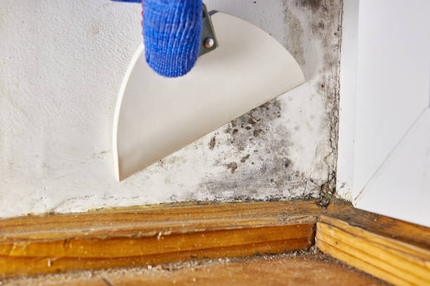  Sammamish, WA Mold Removal Pros