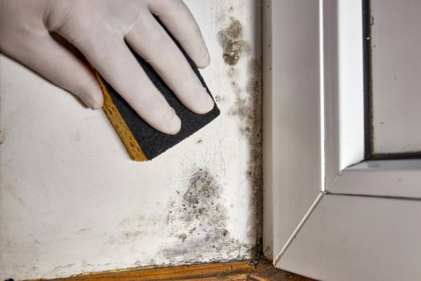 Best Mold Odor Removal Services  in Sammamish, WA