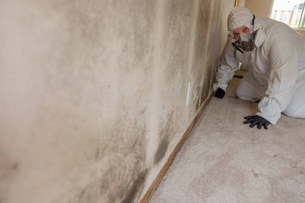 Best Basement Mold Removal  in Sammamish, WA